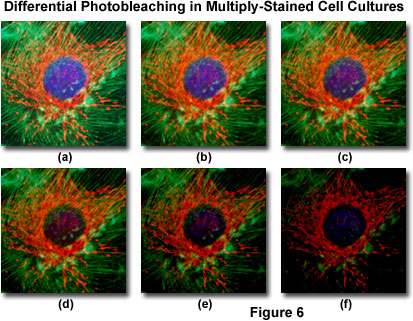 Fluorescence Microscopy - Basic Concepts In Fluorescence