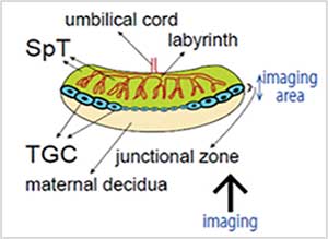 Figure 1: Observation of cells within a whole mouse placenta (E10.5)—outline drawing.
