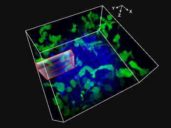 図２：スフェロイド内腫瘍細胞をNK細胞が攻撃する様子を三次元的にタイムラプス観察（27μm厚のYZ断面をプロジェクションした画像）