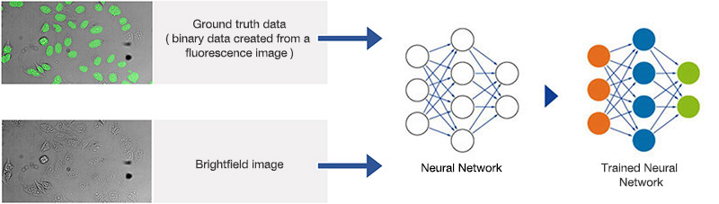 Schematic illustrating the neural network training process.