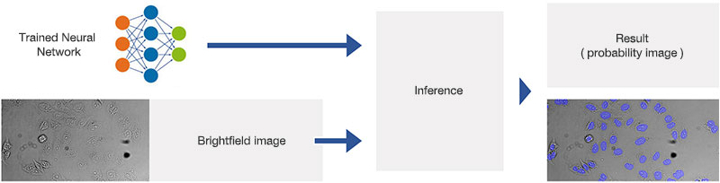 . Schematic illustrating the application (interference) of the trained neural network.