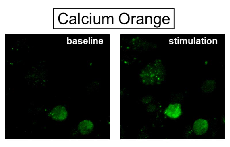 (b) Calcium Orange