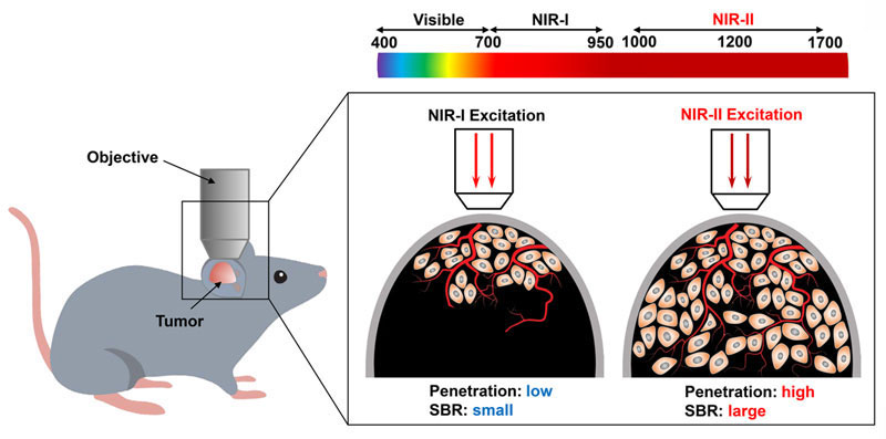 Esquema 1. Ilustración esquemática del procesamiento de imágenes de fluorescencia por dos fotones en tumor in vivo mediante excitación NIR-I y NIR-II. Derechos de autor 2019 por Wiley-VCH.