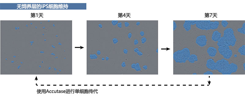 图1. 如何培养人类iPS细胞