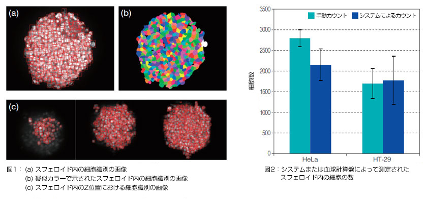 スフェロイドの細胞数計測 Olympus Ls