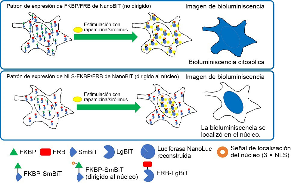 Figura 2. Localización intracelular de FKBP/FRB y NLS-FKBP/FRB de NanoBiT