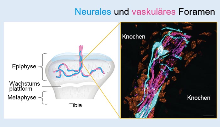 Abb. 2：Neurales und vaskuläres Foramen