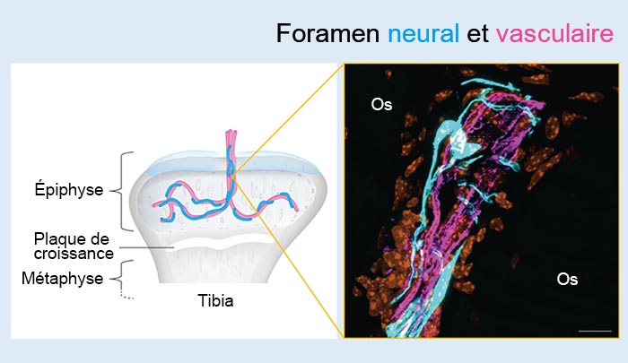 Figure 2 : Foramen neural et vasculaire
