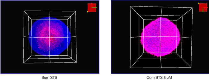 Figura 2: Visualização volumétrica dos esferoides HT-29 com (direita) e sem (esquerda) STS.