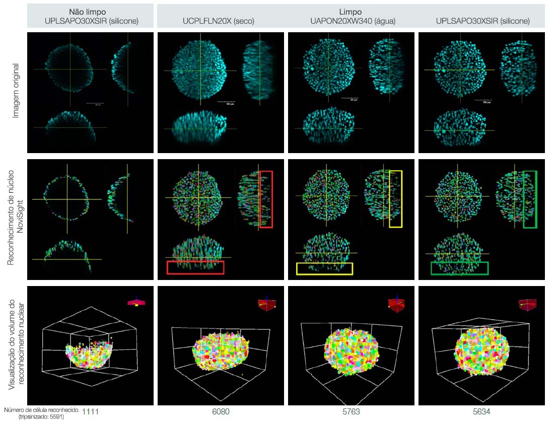 Fig. 3. Efeitos da limpeza de esferoides e da seleção da objetiva na contagem de células 3D.