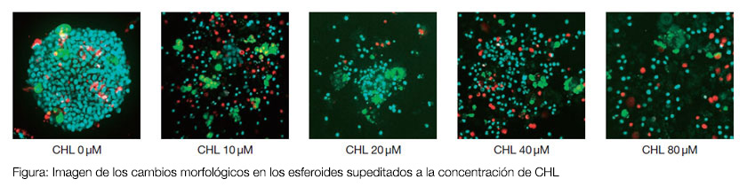 Figura: Imagen de los cambios morfológicos en los esferoides supeditados a la concentración de CHL