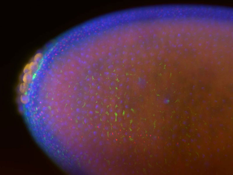 Fixed drosophila egg, 3 channel imaging at 20x