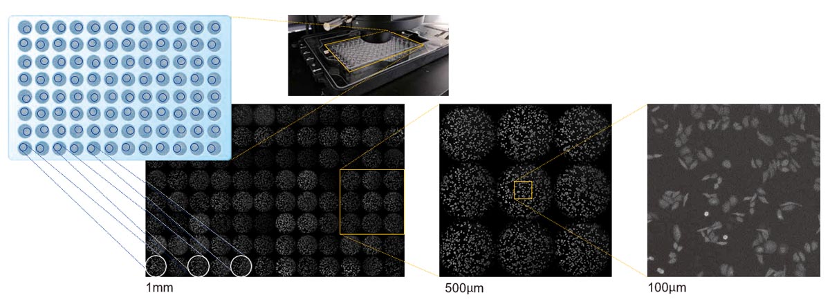 Probe: HeLa-Zellen mit Expression von gelb-verstärkter Nano-Lantern. Datenquelle: Takeharu Nagai, Mitsuru Hattori, Department of Biomolecular Science and Engineering, Sanken, Osaka University. 