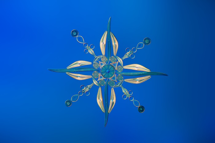 Diatom artwork