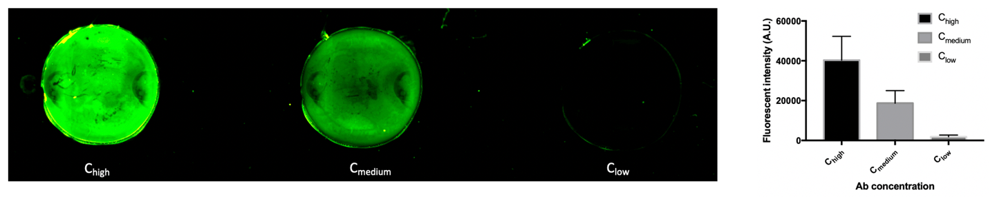 Immobilisierung von fluoreszenzmarkierten Antikörpern, beobachtet auf einem IXplore Bildgebungssystem für Lebendzellen 