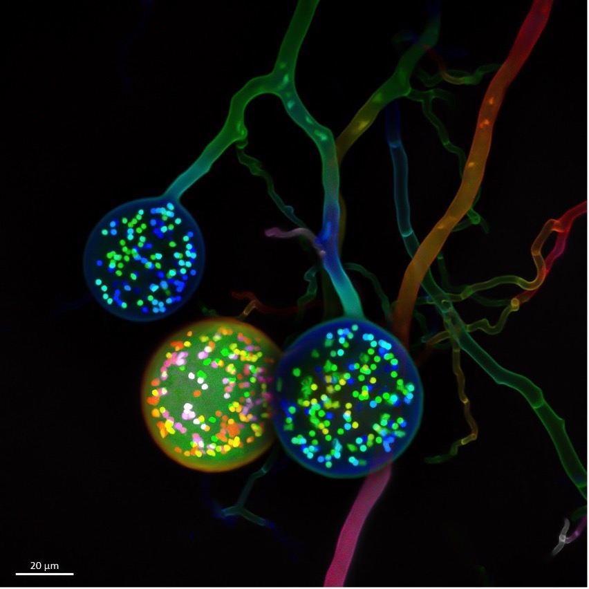 Evident Image of the Year light microscopy award winning image for the 2021 contest for Europe, the Middle East, and Africa
