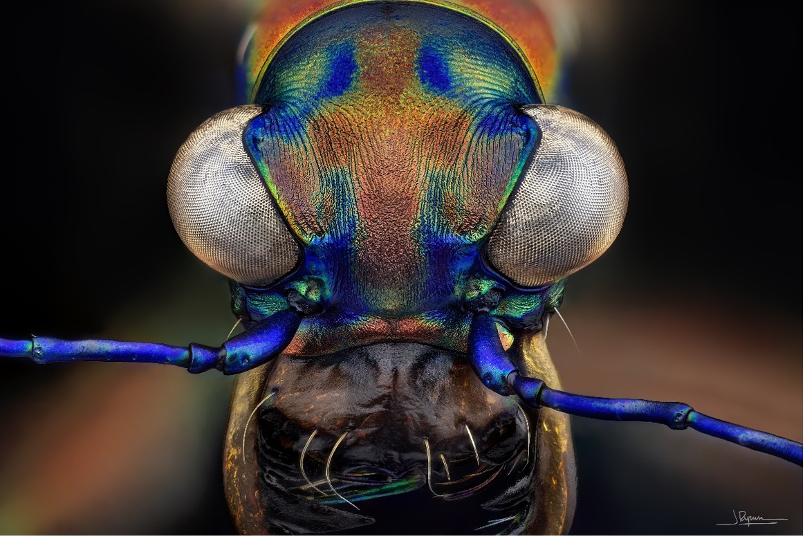 Cicindelino (escarabajo tigre) bajo el microscopio