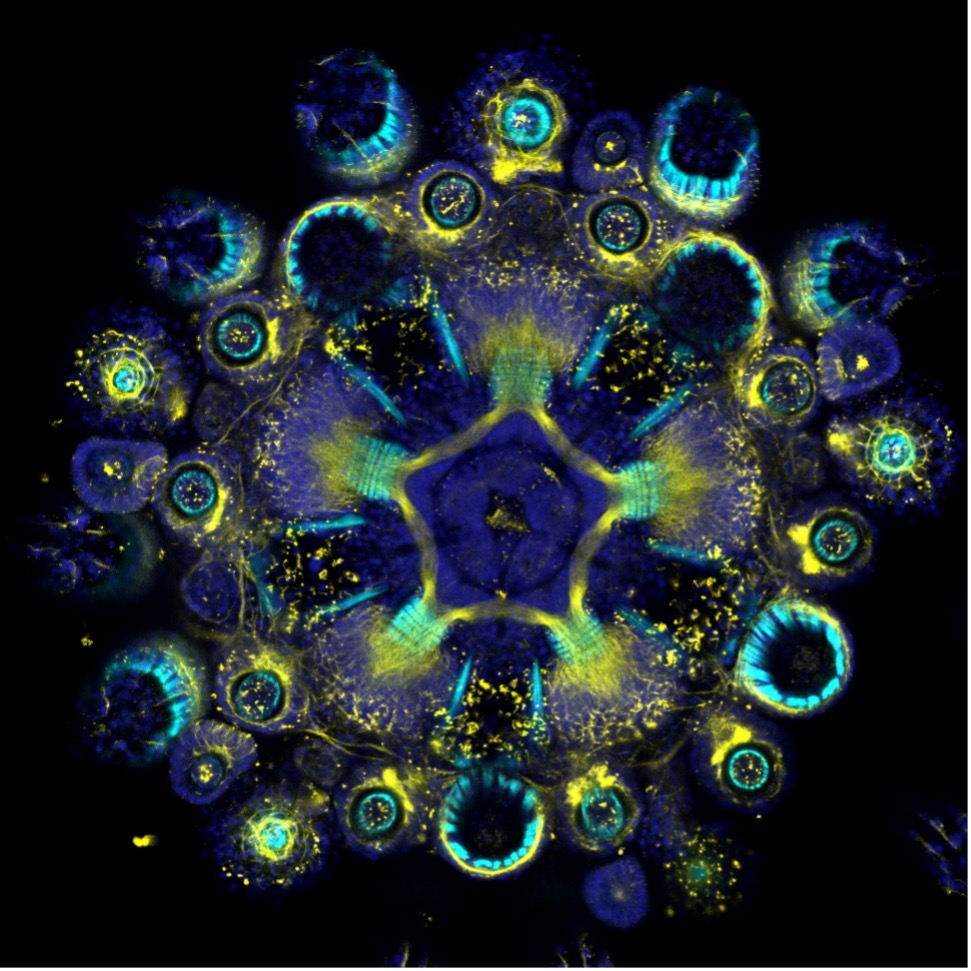 Sea urchin under the microscope