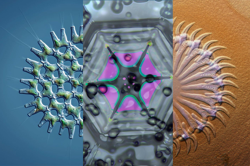 December microscopy images