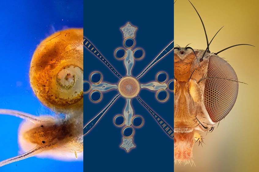 Flies, snails, and diatoms under a microscope