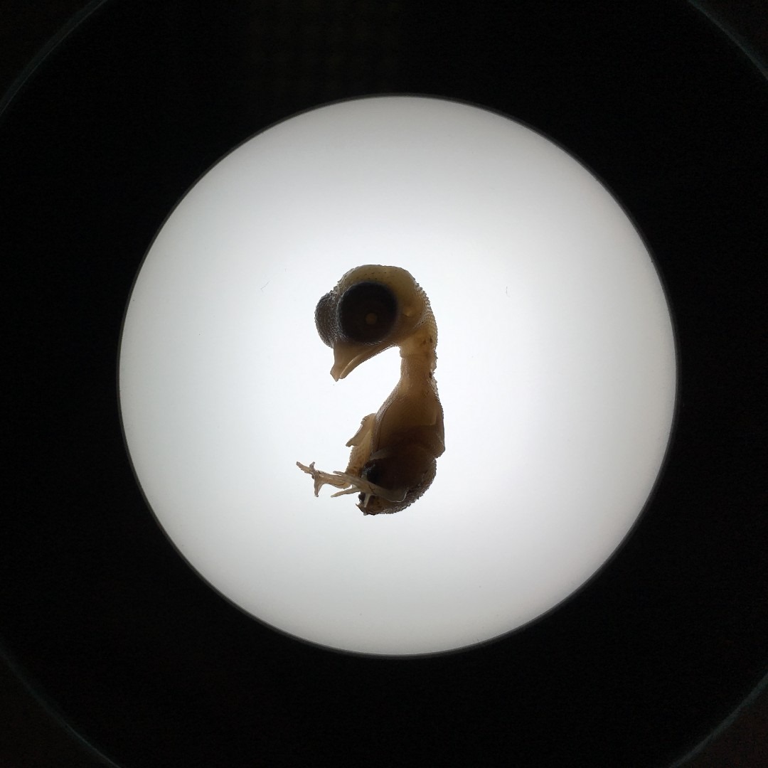 chicken embryo day 9
