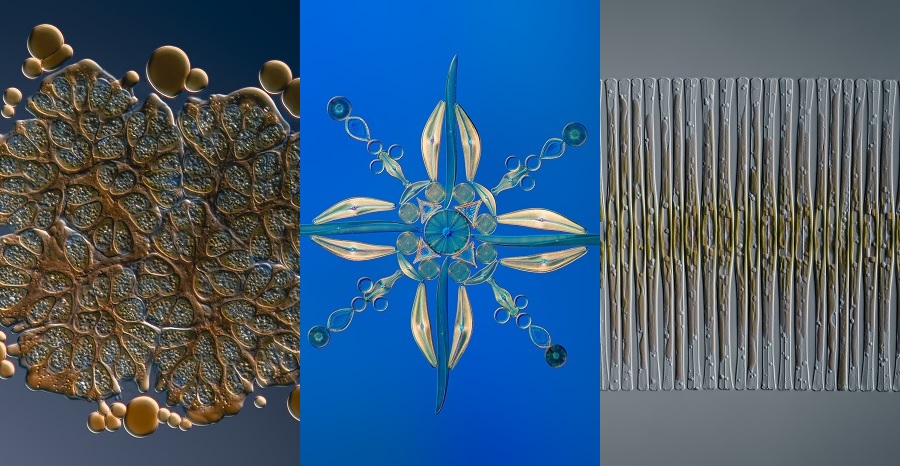 Microscope artwork of algae and diatoms