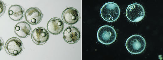 メダカの卵の観察画像比較 左：明視野観察、右：暗視野観察