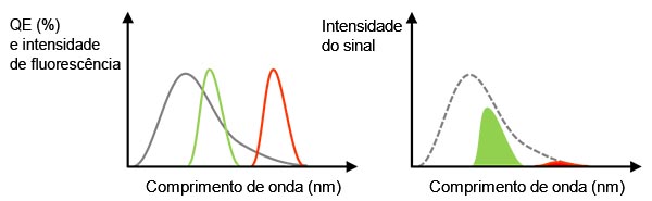 Figura 3 — Esquerda: a linha cinza é a QE de uma câmera. Linhas verdes e vermelhas indicam espectro de emissão de fluorescência.Direita: o valor do sinal detectado é igual ao tamanho da área, que é um multiplicador dos espectros de QE e fluorescência na figura esquerda.Nesse caso, mesmo que a luz da fluorescência tenha intensidade suficiente, o sinal detectado pode ser fraco para a fluorescência vermelha devido ao baixo QE.
