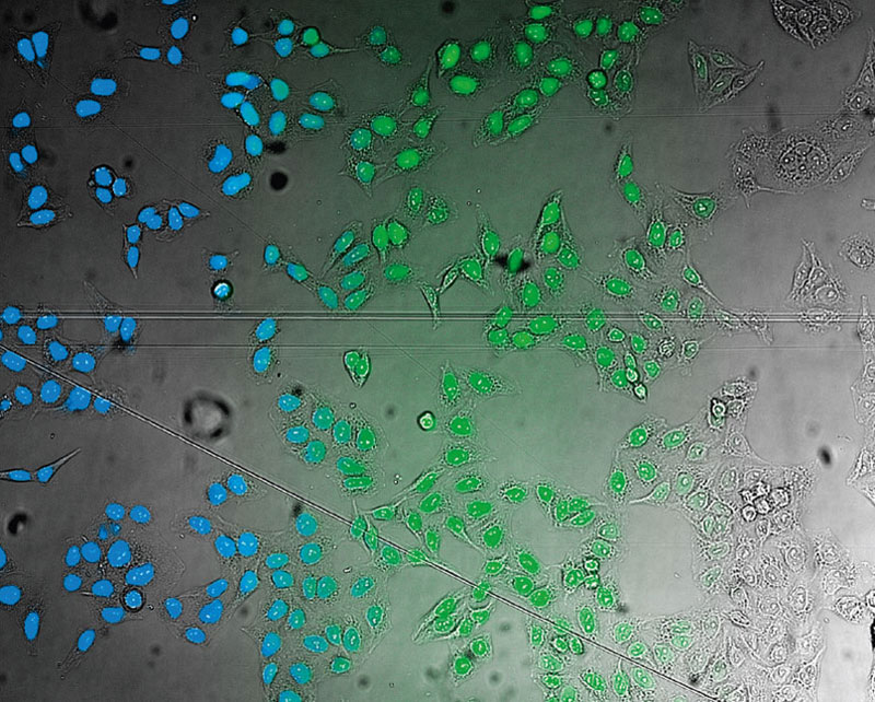 図1 左から: TruDetectによる核の検出(青)、蛍光画像(GFPで標識したヒストン２B)による核の検出(緑)、非染色の明視野透過画像(グレー)