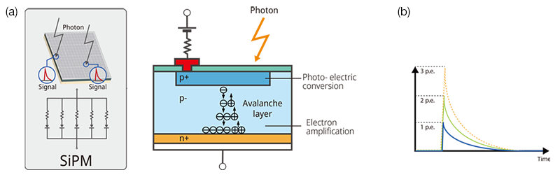 Figure 8. The structure of a silicon photomultiplier (SiPM) sensor and its input-output characteristics. Figure 8(a) shows that a SiPM is comprised of multipixel APDs. When one photon is incident on the APD’s photon receiving surface, the current signal is output by the internal photoelectric conversion followed by avalanche electron amplification at the avalanche layer. Figure 8(b) shows that when multiple photons are incident simultaneously, the output signal is the sum of the APD signal. The output waveform of the APD in response to the detected photon is constant and stable.  