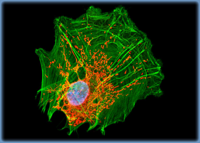 Distribution of F-Actin and Mitochondria in NBL-6 Cells