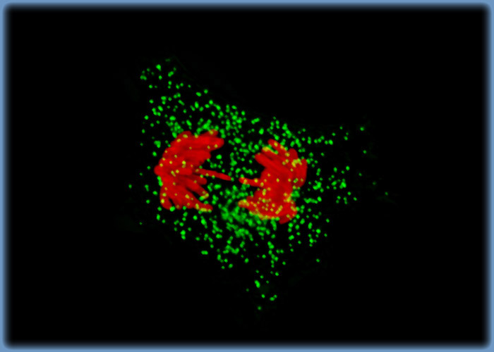 Visualizing Mitosis in OK Cell Cultures with Immunofluorescence