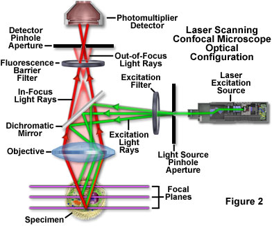 offset Nødvendig bud Confocal Microscopy - Introduction | Olympus LS