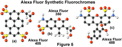 Confocal Microscopy - Fluorophores For Confocal Microscopy | Olympus LS