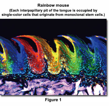 Rainbow mouse (Each interpapillary pit of the tongue is occupied by single-color cells that originate from monoclonal stem cells.)