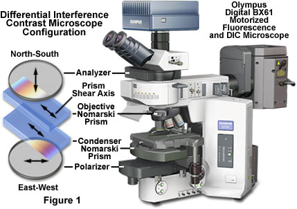 Differential Interference Contrast - Fundamental Concepts