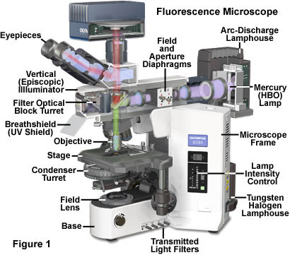 Fluorescence Microscopy - Anatomy of the Fluorescence Microscope