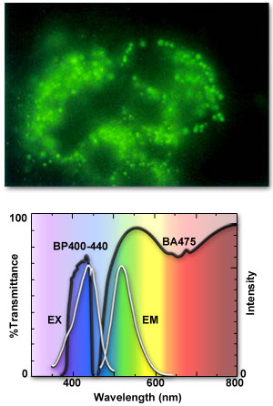 Fluorescence Cubes Lucifer Yellow Wbv Olympus Ls