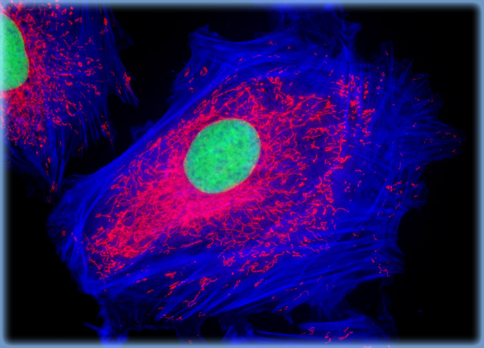 Embryonic Rat Thoracic Aorta Medial Layer Myoblast Cells (A-10)