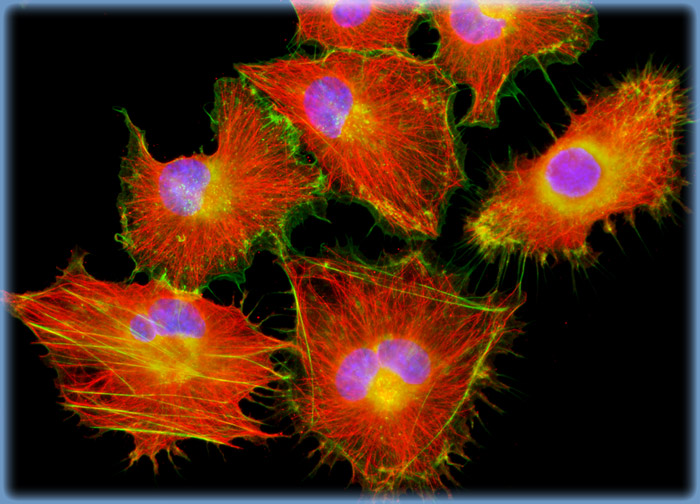 Baby Hamster Kidney Fibroblast Cells (BHK-21)