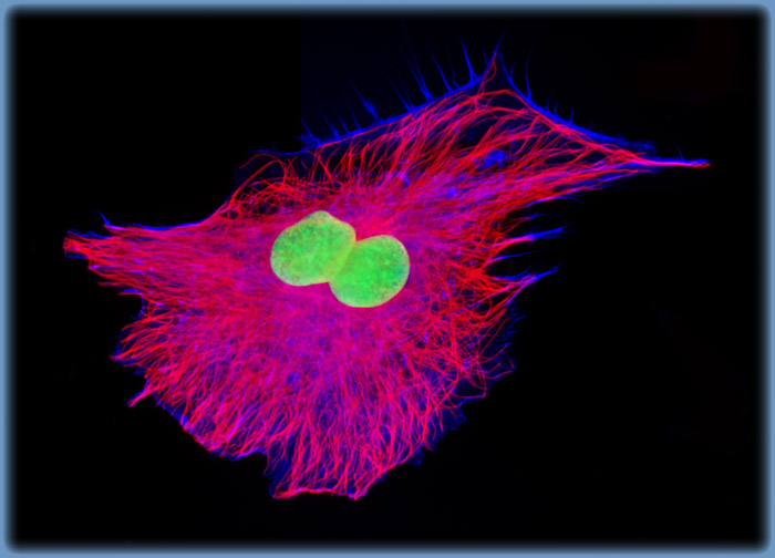 Transformed Chicken Embryo Fibroblast Cells (UMNSAH/DF-1 Line)
