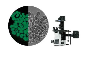 Cell Culture Imaging