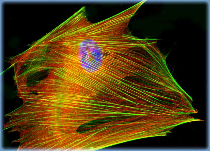 Human Fetal Lung Fibroblast Cells (MRC-5 Line)