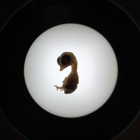 Embryon de poussin de neuf jours