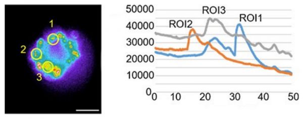 通过球状细胞团块中的组胺刺激进行钙浓度波动测量。图中显示了三个感兴趣区域（ROI）的测量结果。