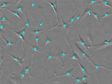 Evaluación de la calidad celular con el sistema de monitorización de incubación CM20: Una reproducibilidad mejorada de los experimentos a través de la caracterización de células