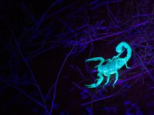 自家蛍光の生物学的分析：サンプルが自然に輝くのはなぜか