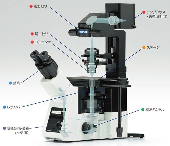 倒立型顕微鏡の照明系