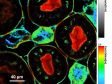 우수한 광학계 - 컨포칼 현미경 검사에서 단일분자 감도 개선