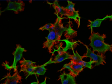 Six conseils pour l’imagerie de cellules vivantes en fluorescence